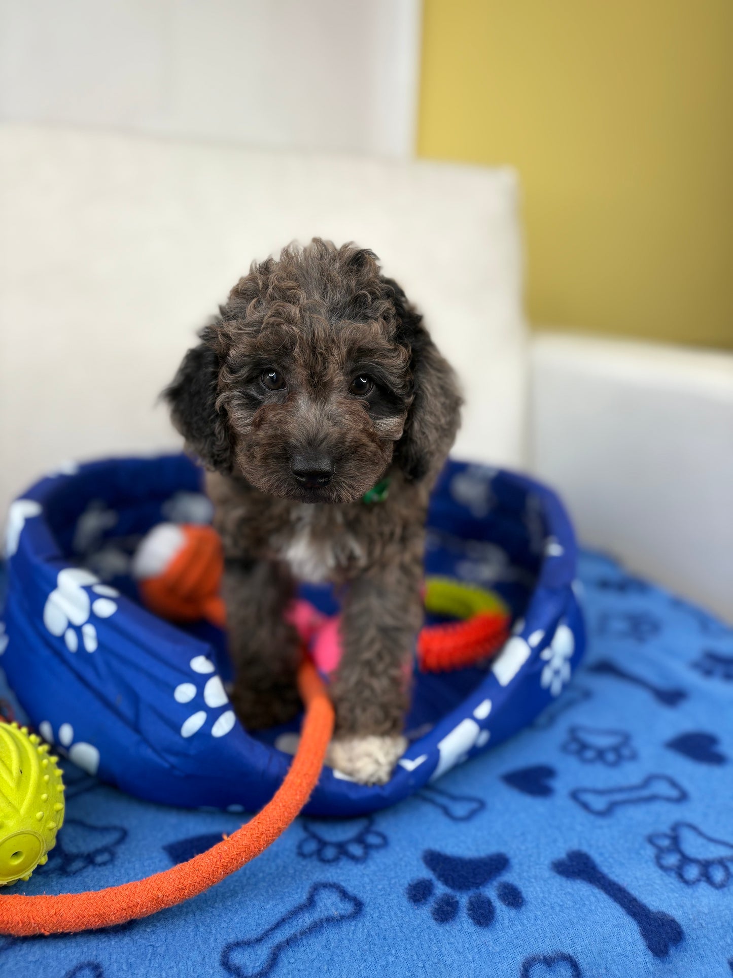 Male Merle Toy Poodle ‼️(Deposit Only ‼️ Please Read The Description Below ‼️)