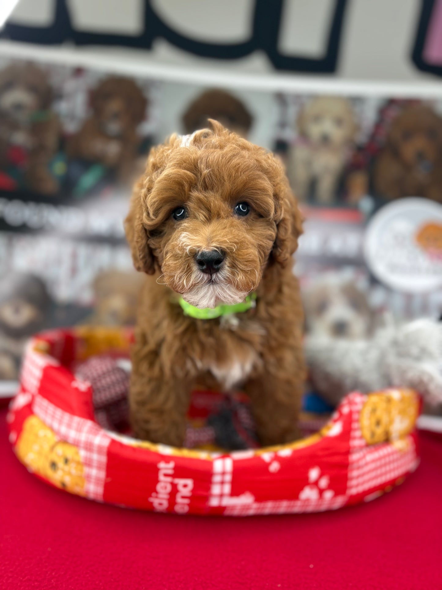 Red And White Male Toy Poodle (Deposit Only‼️Please Read The Description Below‼️)