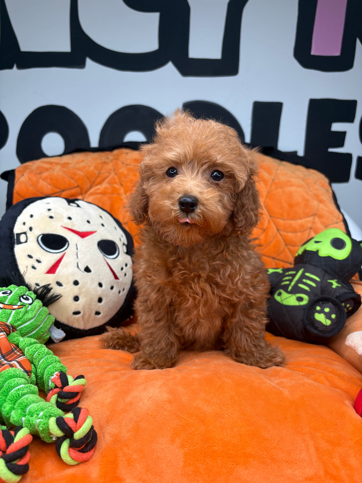 Red Male Toy Poodle (Deposit Only‼️Please Read The Description Below‼️)