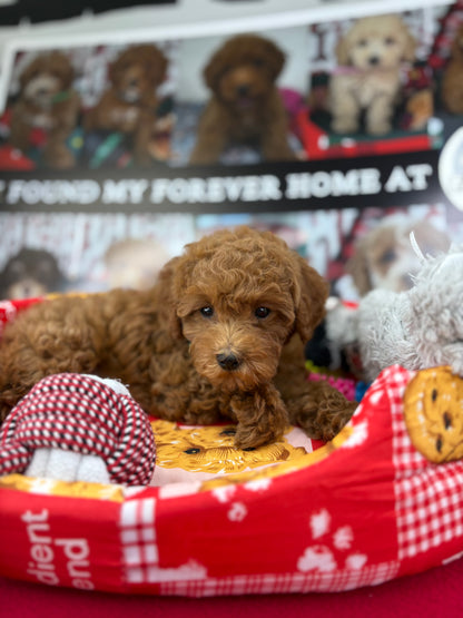 Dark Red Female Toy Poodle (Deposit Only‼️Please Read The Description Below‼️)