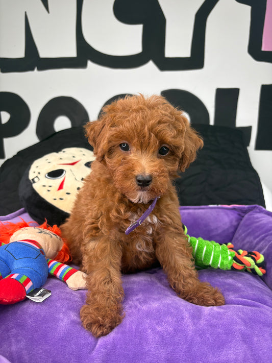 Tiny Red Female Toy Poodle 🐩 (Deposit Only‼️Please Read The Description Below‼️)