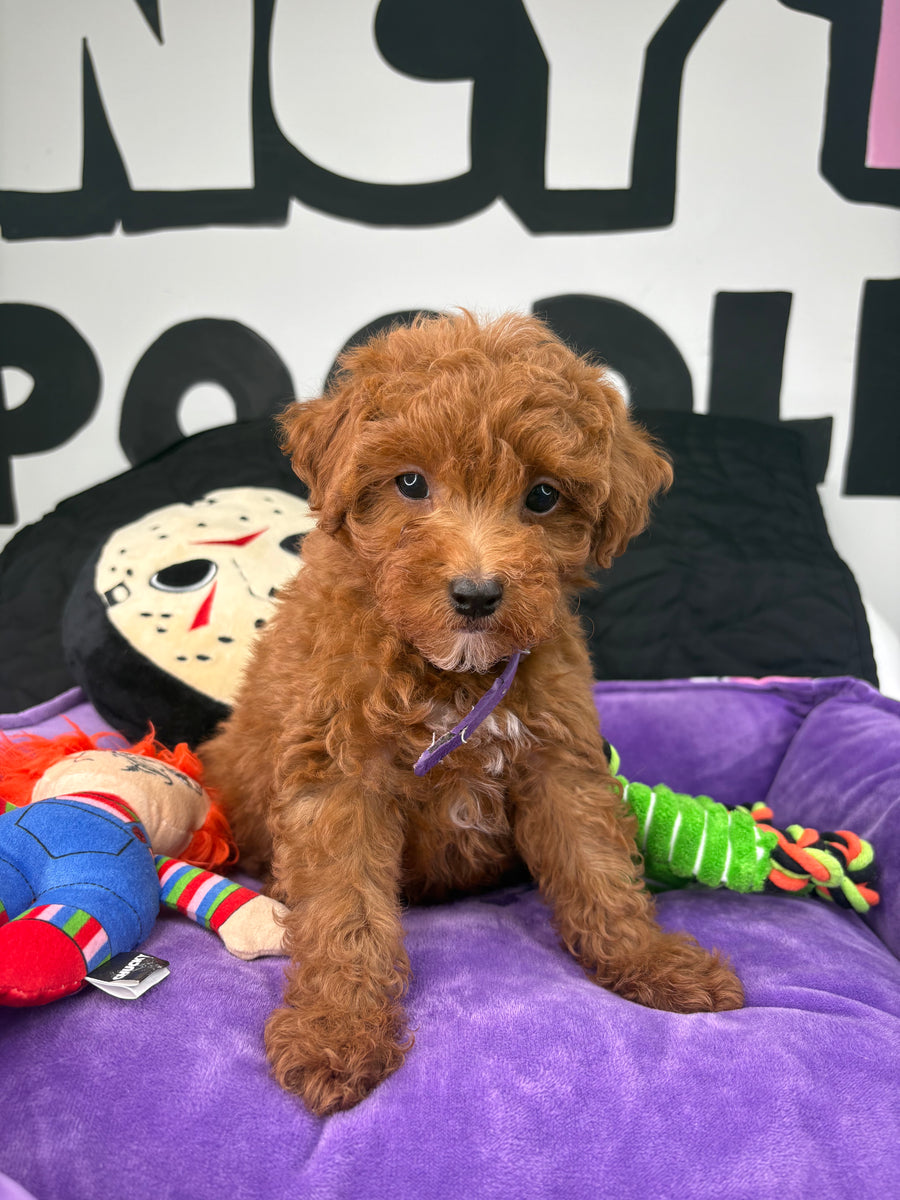 Tiny Red Female Toy Poodle 🐩 (Deposit Only‼️Please Read The Description Below‼️)
