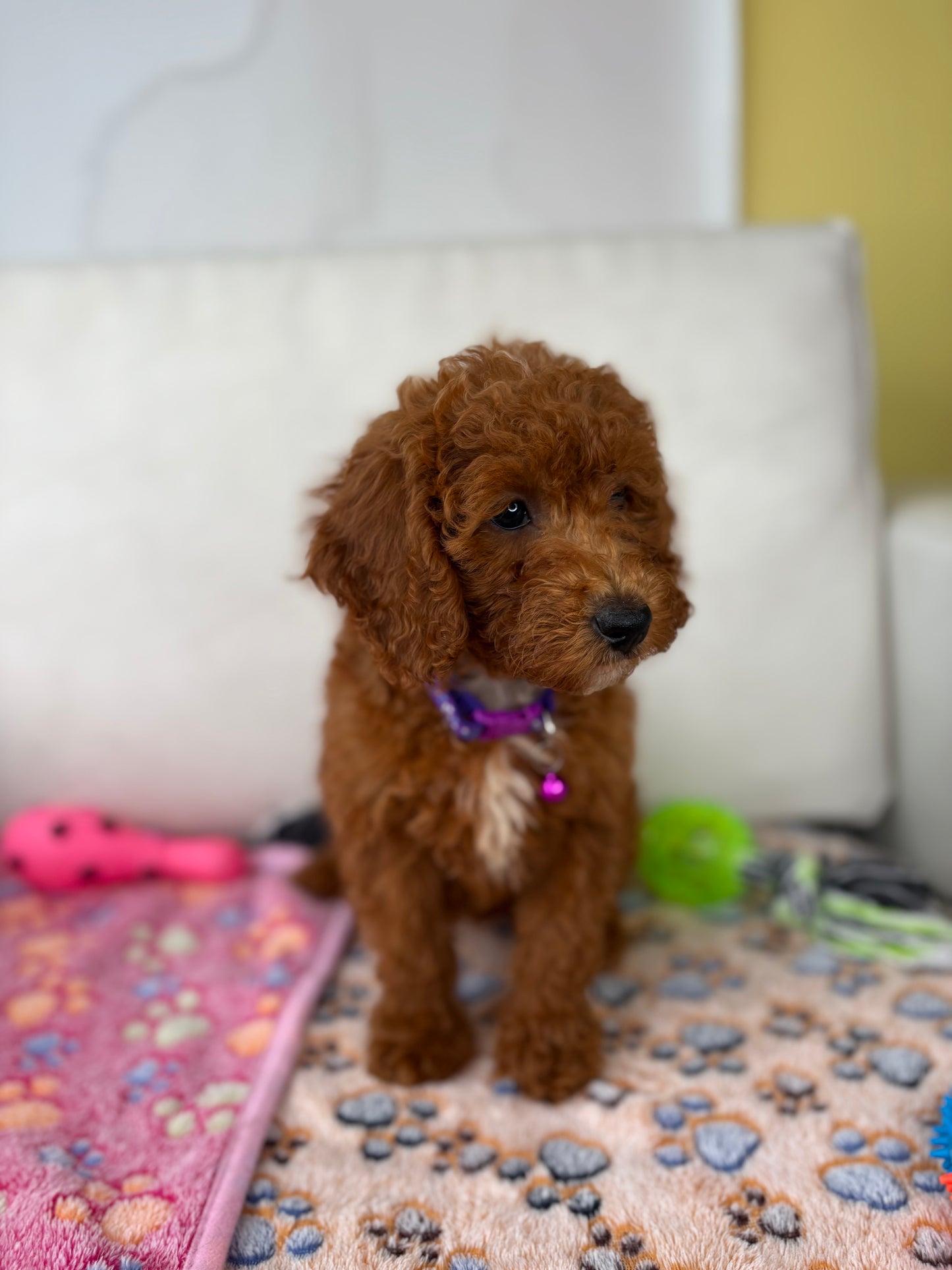 Female Miniature Poodle (Deposit Only ‼️ Please Read The DESCRIPTION Below‼️)