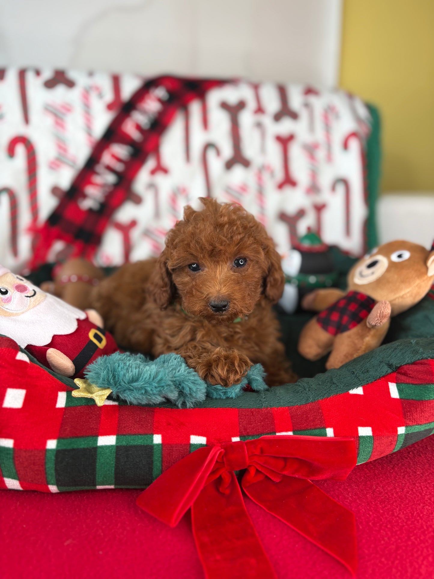 Dark Red Male Toy Poodle (Deposit Only, Please Read The Description Below‼️)