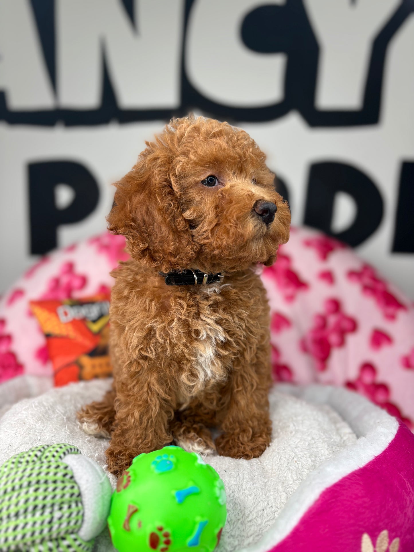 Apricot Male Miniature Poodle (Deposit Only ‼️ Please Read The DESCRIPTION Below‼️)