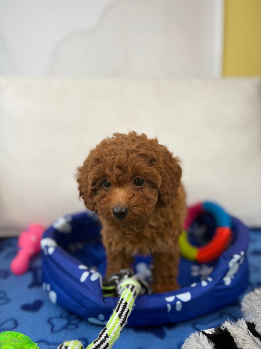 Male Teacup Poodle ‼️(Deposit Only, Please Read The Description Below‼️)
