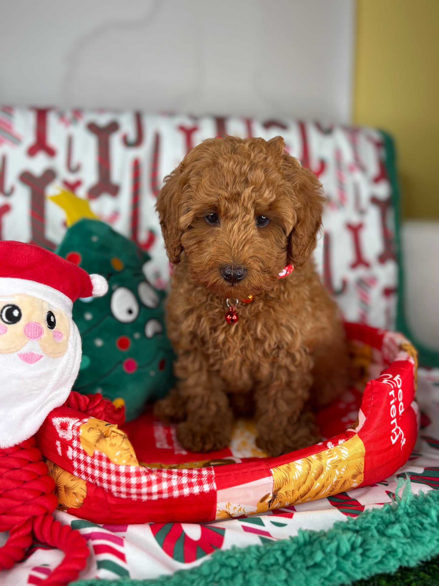 Red Male Miniature Poodle PROMOTION Pup (Deposit Only ‼️Please Read The DESCRIPTION Below‼️)