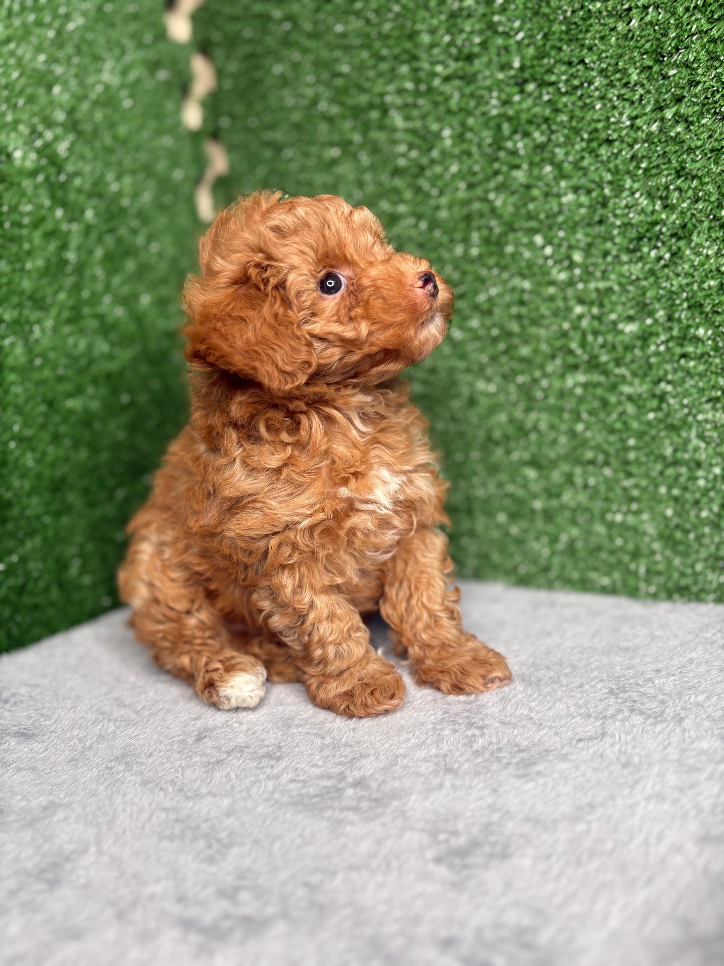 Bailey The Apricot Micro Poodle 🐩 (Deposit Only ‼️Please Read The Description Below‼️)