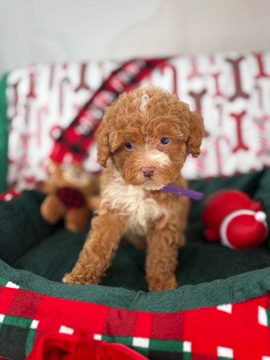 Red And White Female Teacup Poodle 🍫(Deposit Only‼️Please Read The Description Below‼️)