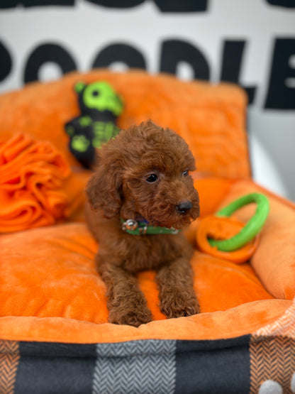 Red Male Teacup Poodle (Deposit Only‼️Please Read The Description Below‼️)