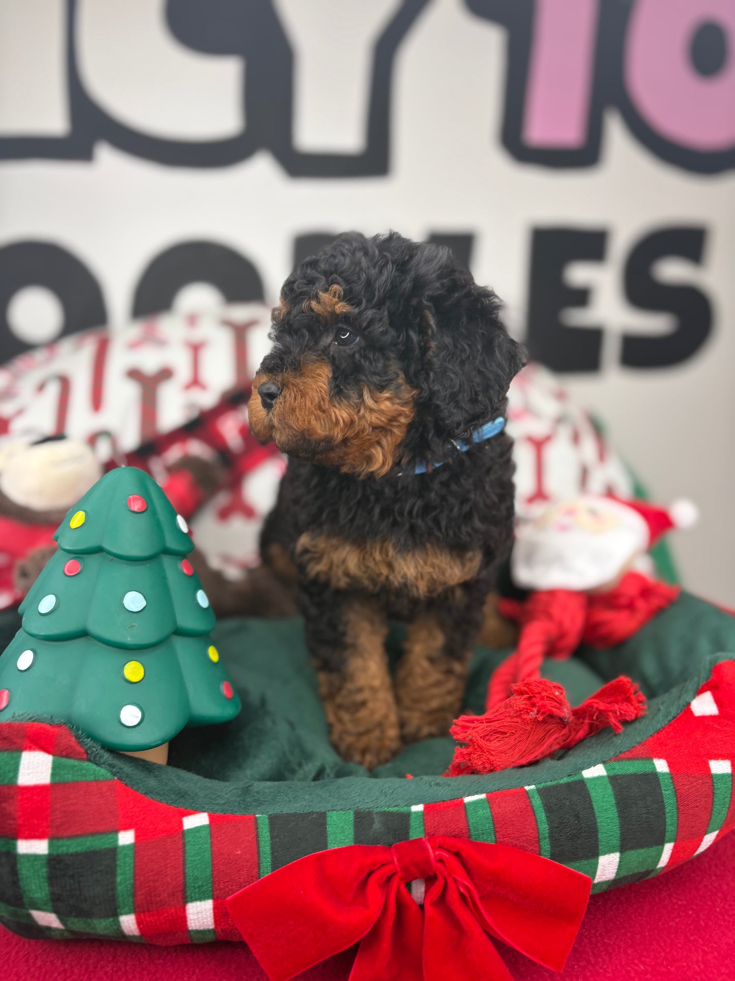 Red Phantom Male Toy Poodle 🐩 (Deposit Only‼️Please Read The Description Below‼️)