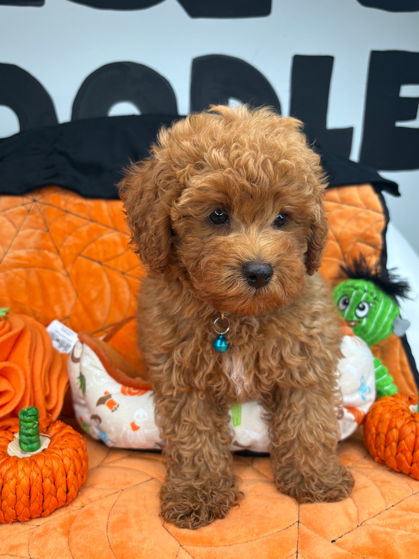 Apricot Female Toy Poodle (Deposit Only‼️Please Read The Description Below‼️)