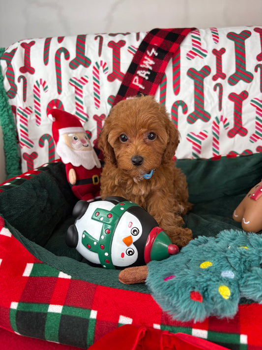 Red Female Toy Poodle (Deposit Only‼️Please Read The Description Below‼️)