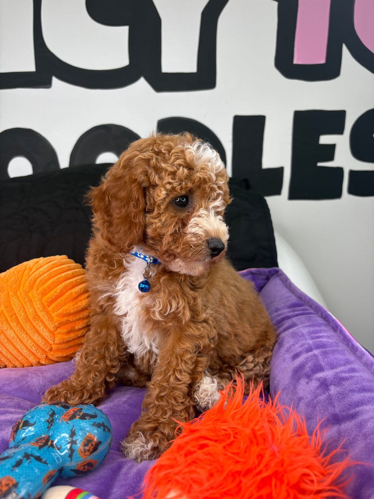 Red Male Miniture Poodle (Deposit Only, Please Read The Description Below‼️)