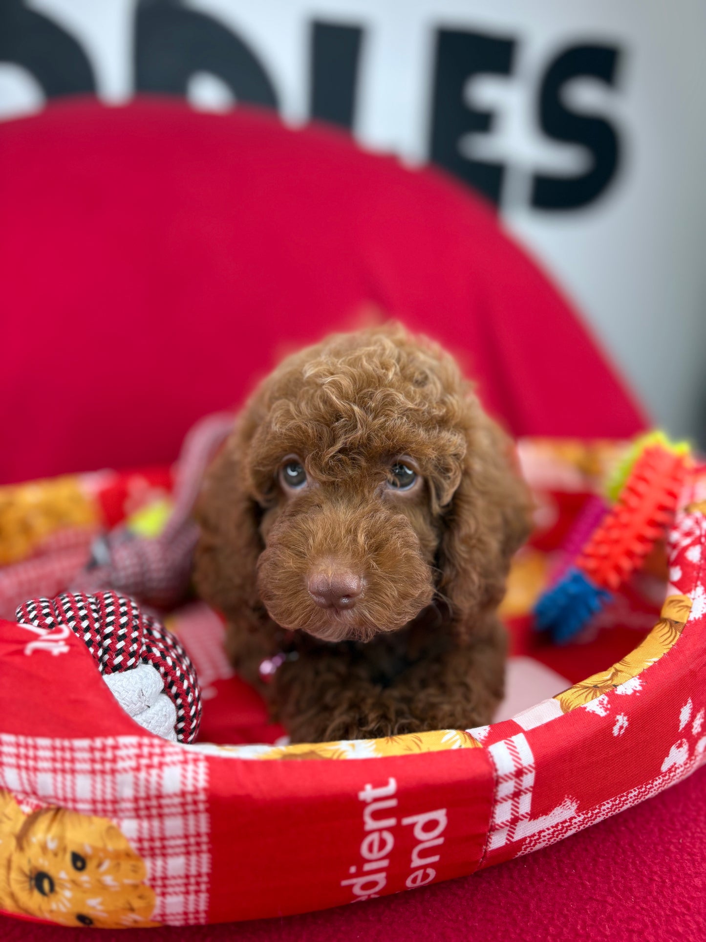 Red Female Miniture Poodle (Deposit Only, Please Read The Description Below‼️)