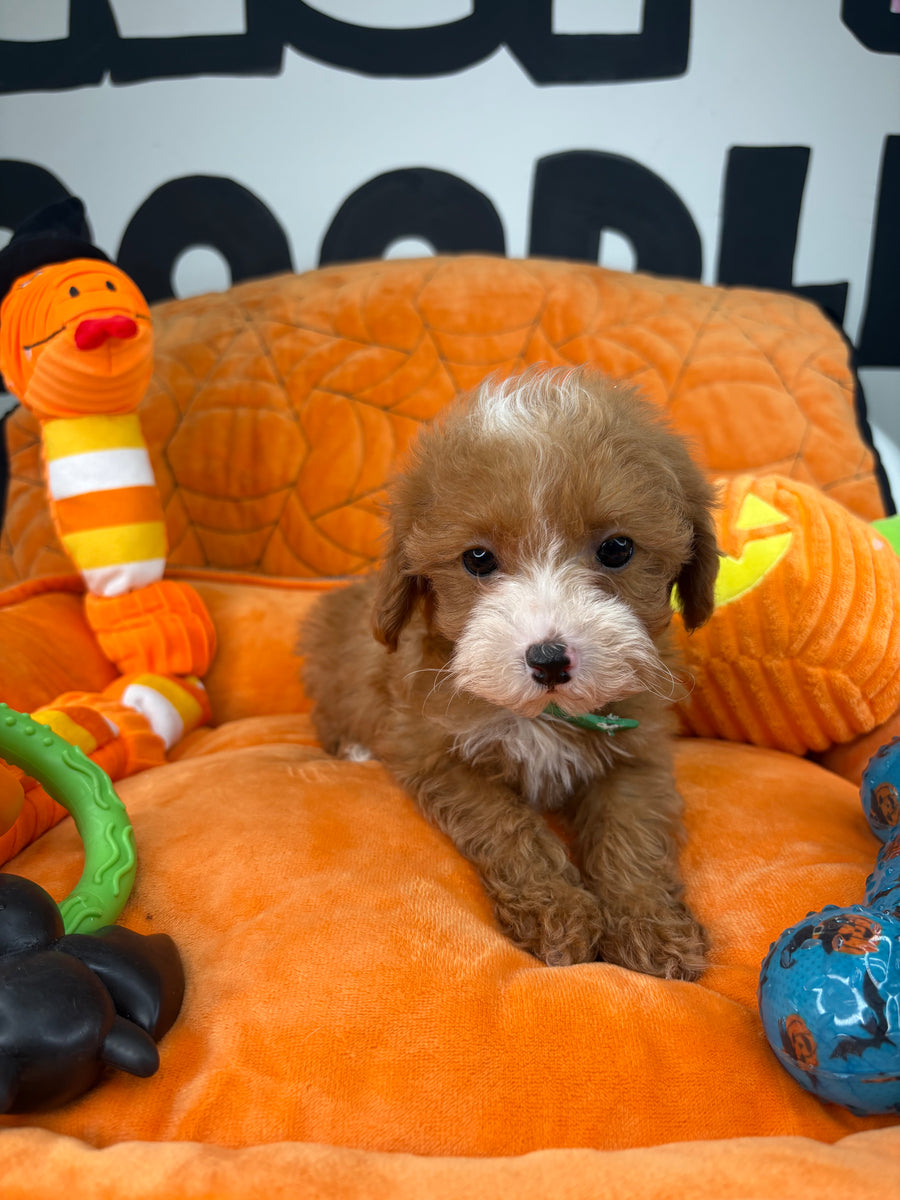 Red And White Female Teacup Poodle ‼️(Deposit Only ‼️ Please Read The Description Below ‼️)