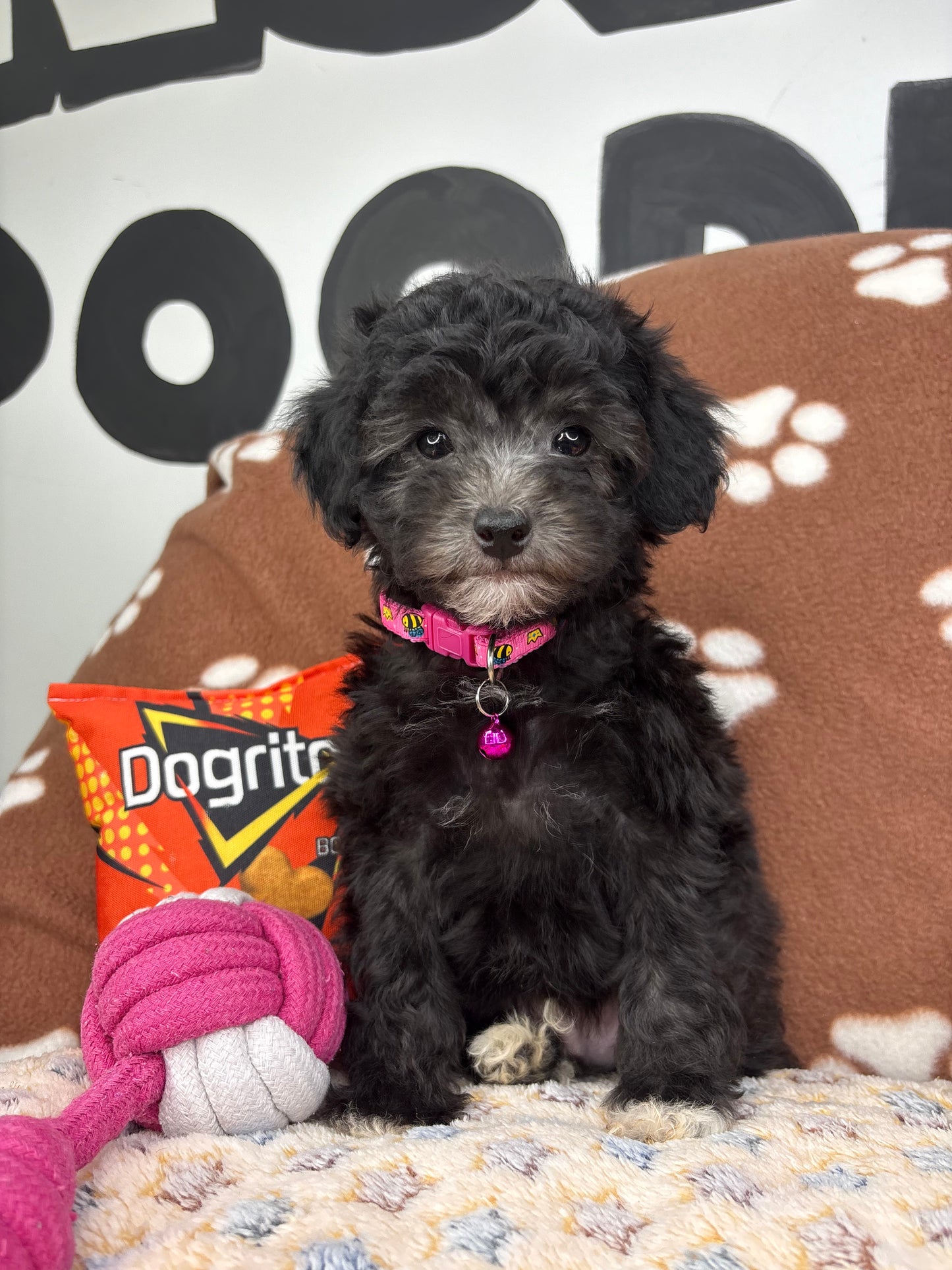 Black Male Toy Poodle (Deposit Only‼️Please Read The Description Below‼️)