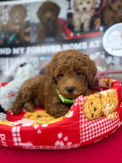 Dark Red Male Toy Poodle ‼️(Deposit Only ‼️ Please Read The Description Below ‼️)