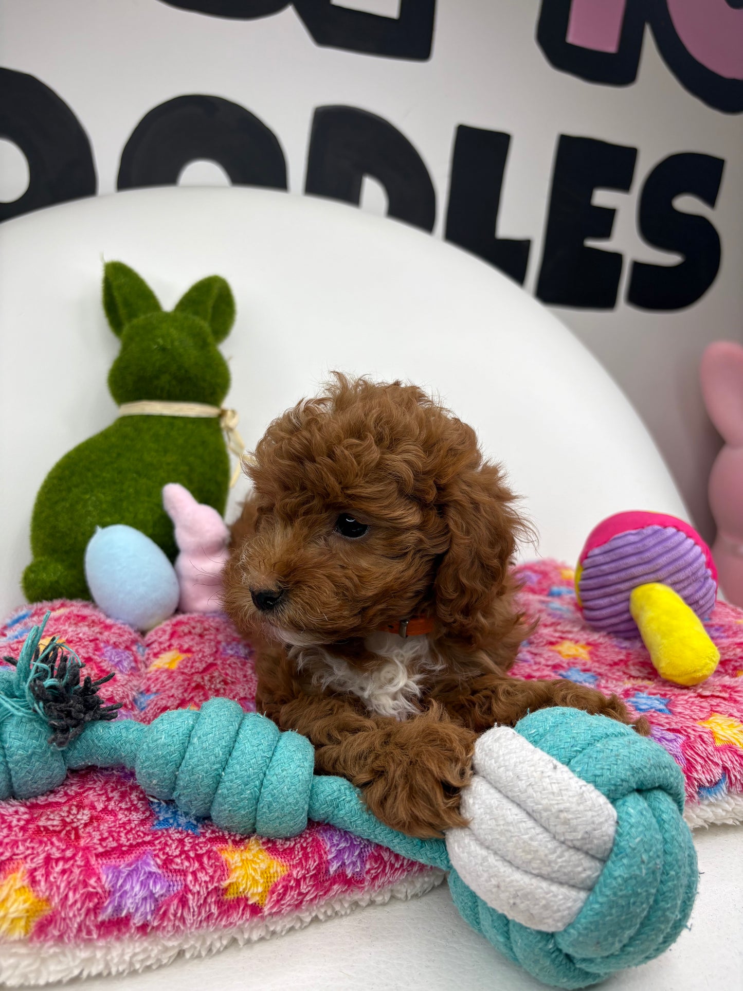 Dark Red And White Female Toy Poodle 🐩 (Deposit Only‼️Please Read The Description Below‼️)