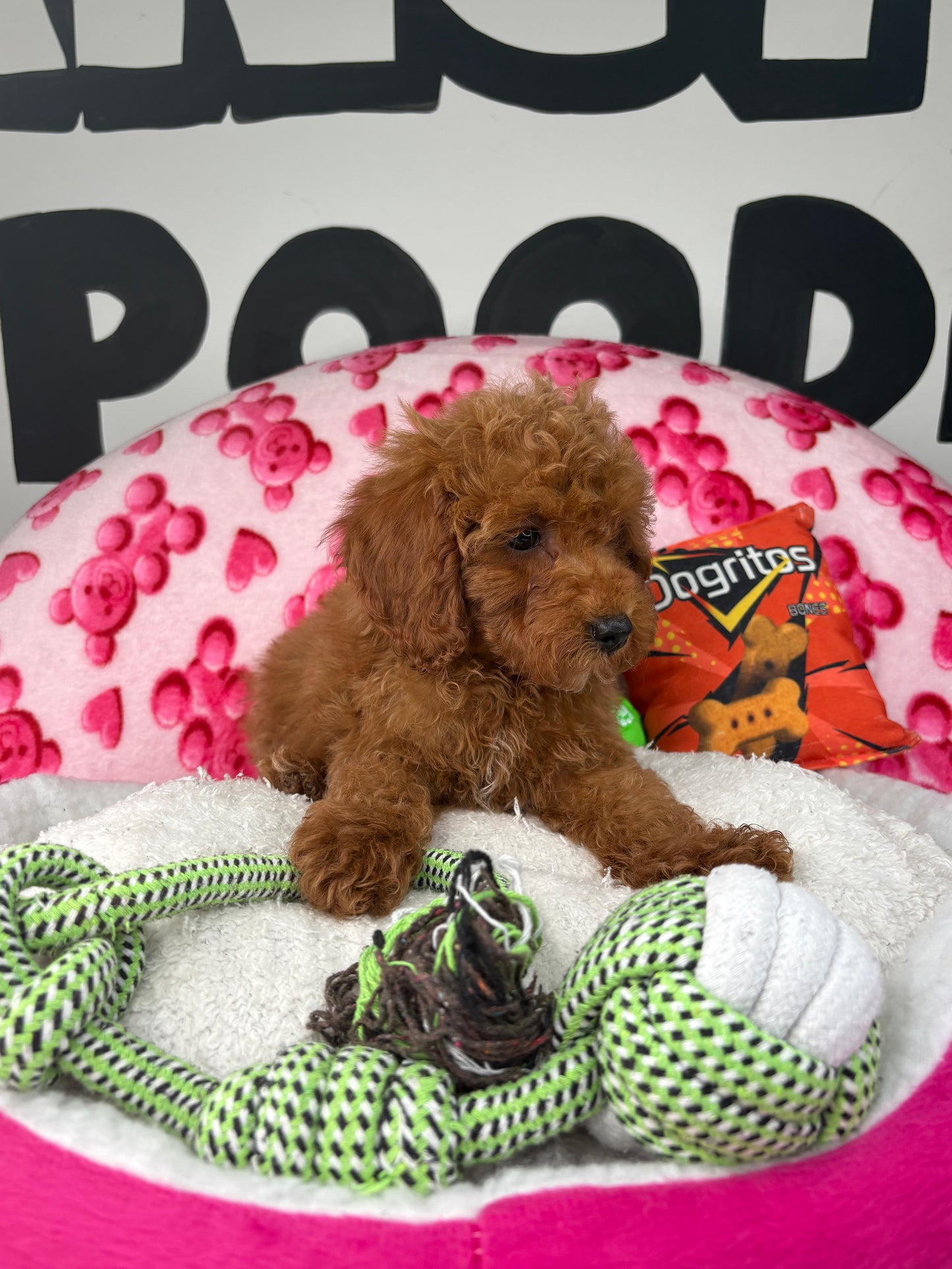 Red Male Toy Poodle (Deposit Only‼️Please Read The Description Below‼️)