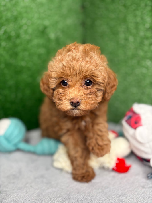 Bailey The Apricot Micro Poodle 🐩 (Deposit Only ‼️Please Read The Description Below‼️)