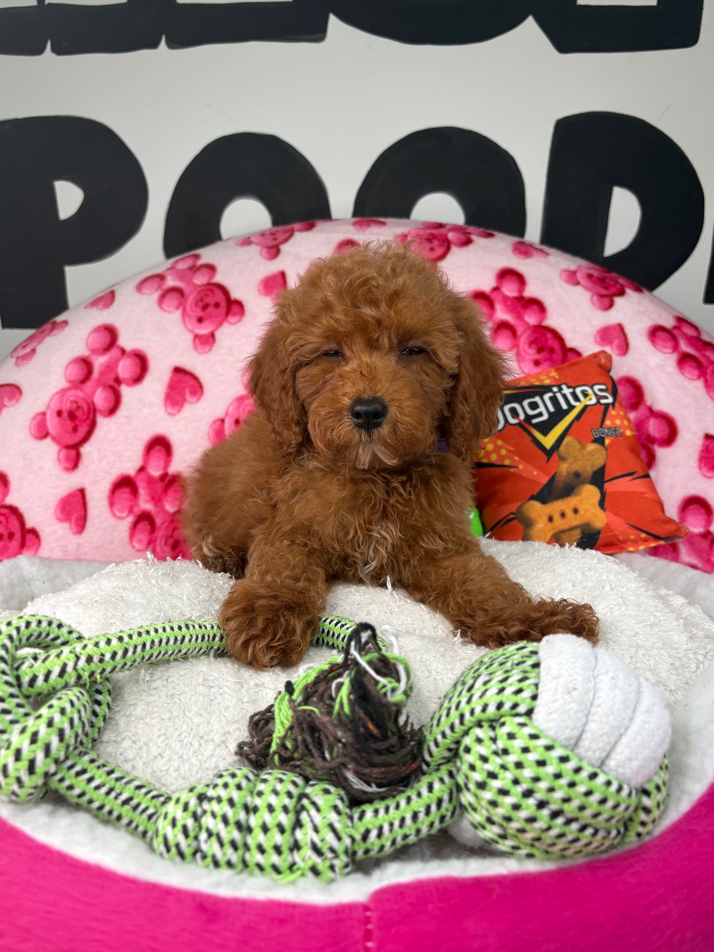 Red Male Toy Poodle (Deposit Only‼️Please Read The Description Below‼️)