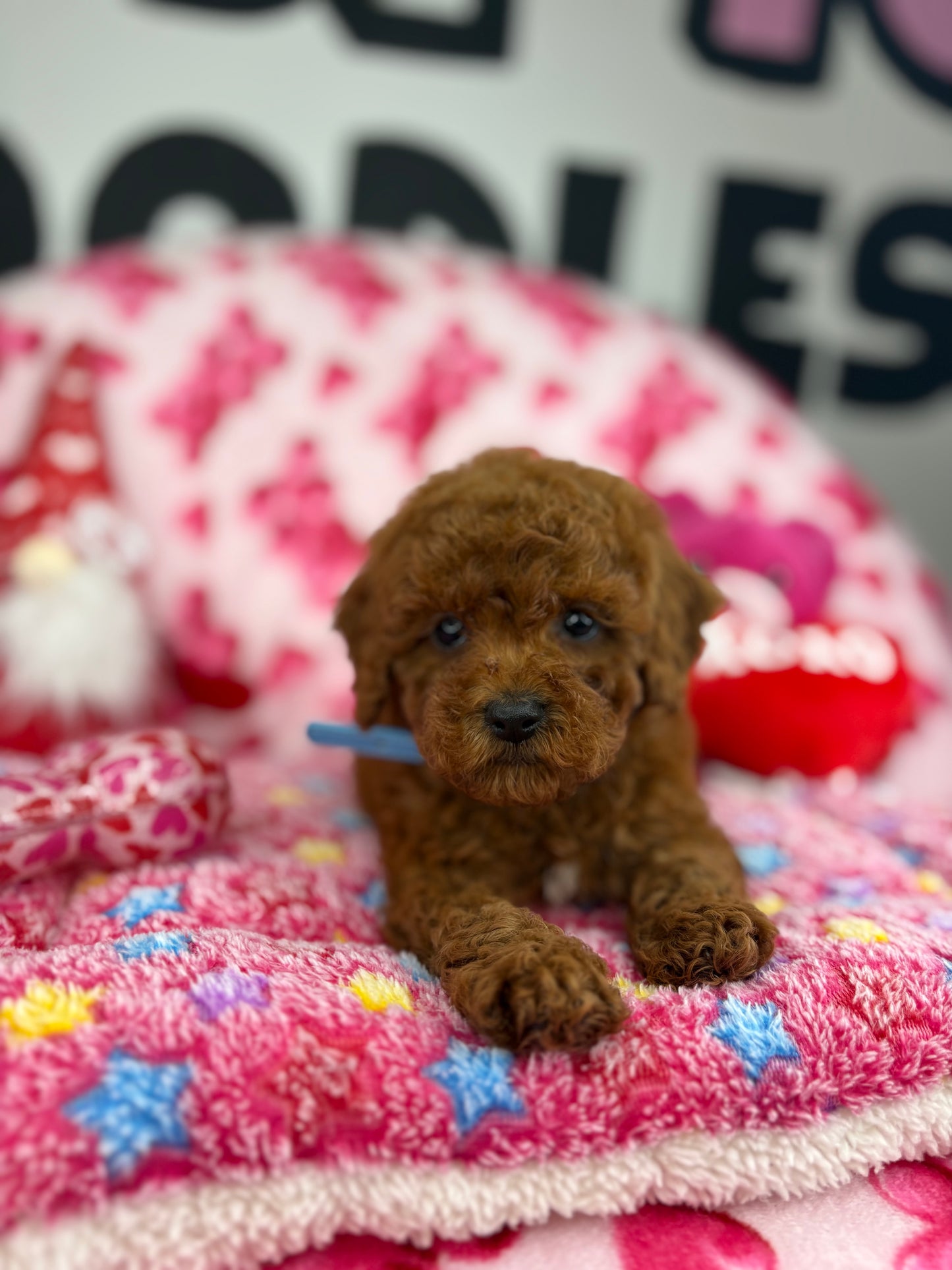 “Rojo” The Dark Red Male Teacup Poodle (Deposit Only‼️ Please Red The DESCRIPTION Below‼️)