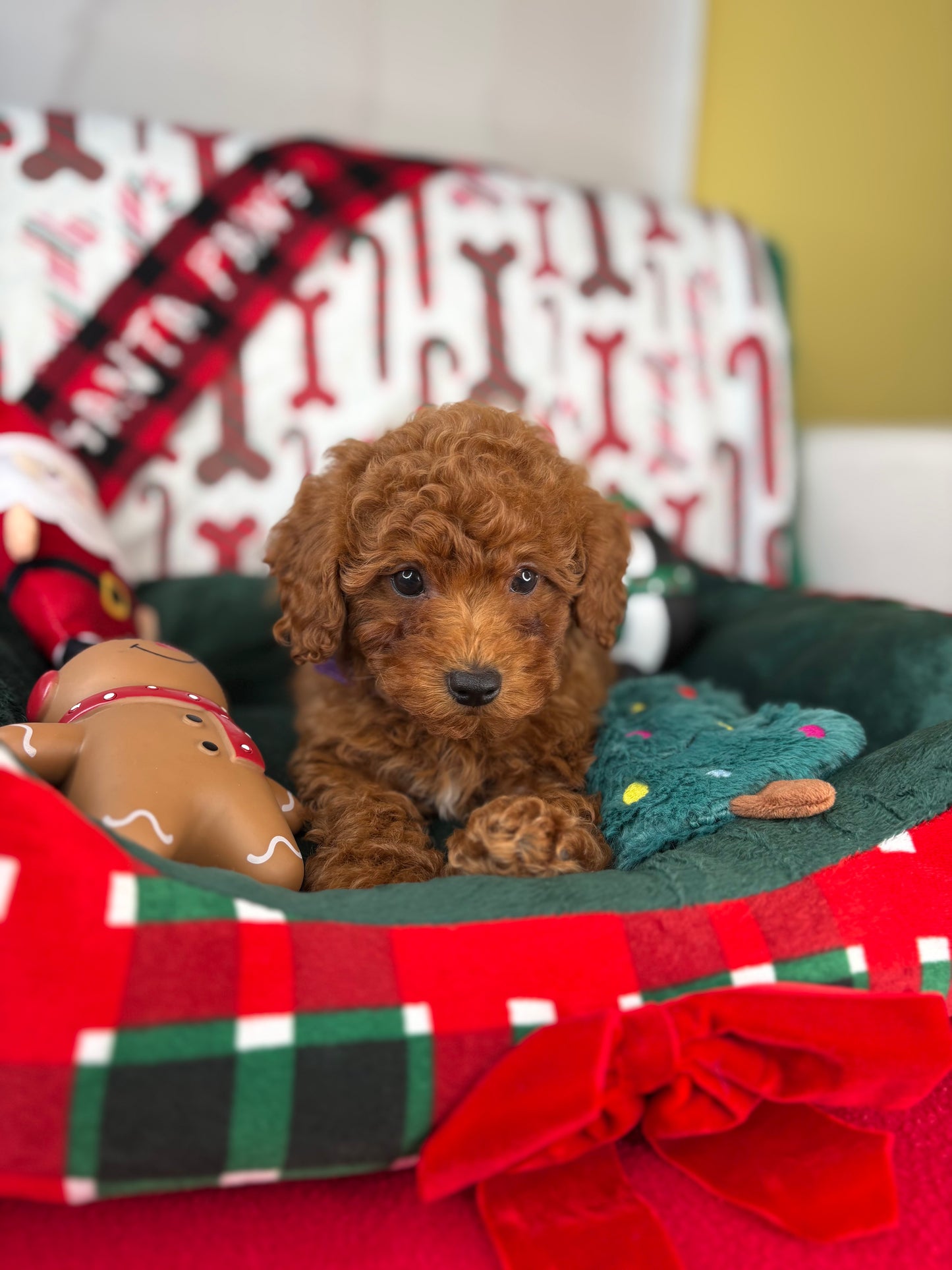 Dark Red Female Toy Poodle (Deposit Only‼️Please Read The Description Below‼️)