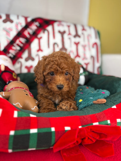 Dark Red Female Toy Poodle (Deposit Only‼️Please Read The Description Below‼️)