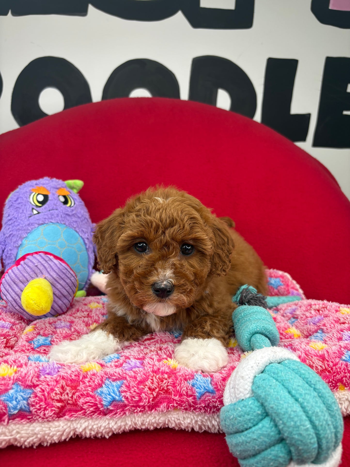 Dark Red And White Female Miniture Poodle (Deposit Only, Please Read The Description Below‼️)