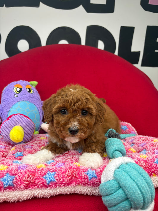 Dark Red And White Female Miniture Poodle (Deposit Only, Please Read The Description Below‼️)