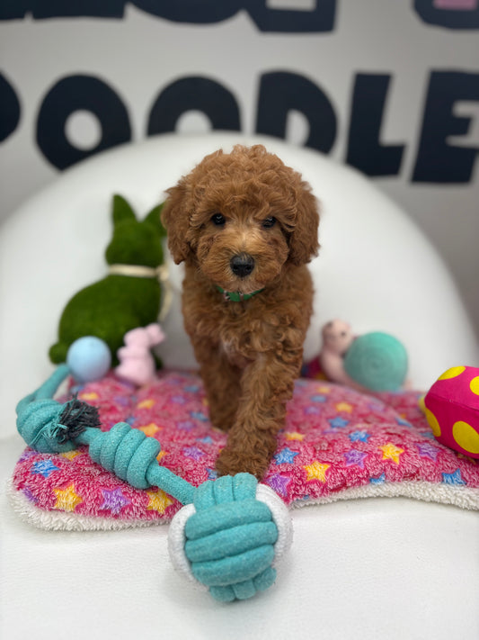 Red Female Toy Poodle (Deposit Only, Please Read The Description Below‼️)