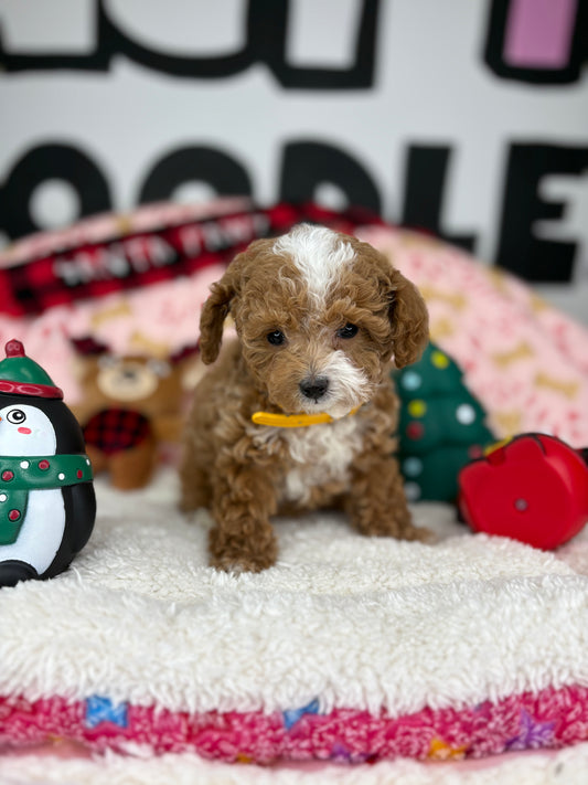 Red And White Female Teacup Poodle 🐩(Deposit Only ‼️ Please Read The DESCRIPTION Below‼️)