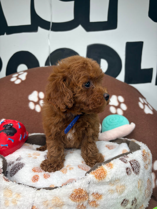 Dark Red Female Toy Poodle (Deposit Only‼️ Please Read The Description Below‼️)