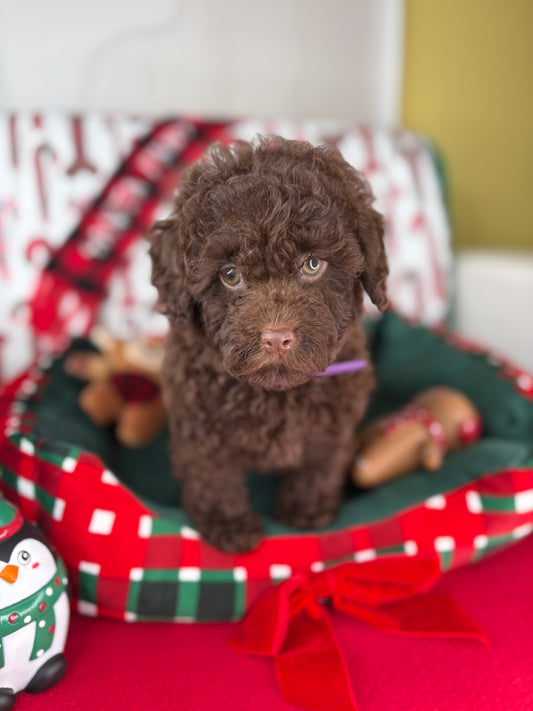 Chocolate Male Toy Poodle (Deposit Only ‼️ Please Read DESCRIPTION Below‼️)