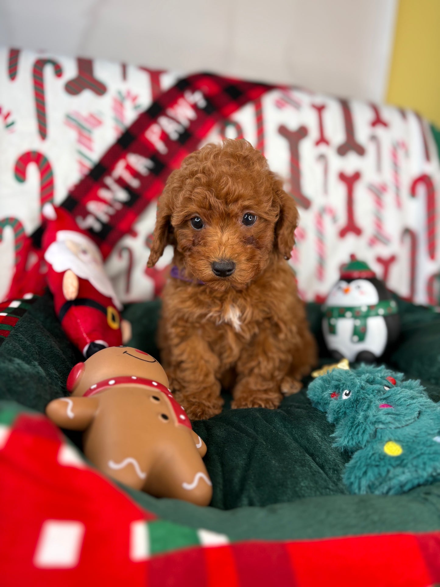 Dark Red Female Toy Poodle (Deposit Only‼️Please Read The Description Below‼️)
