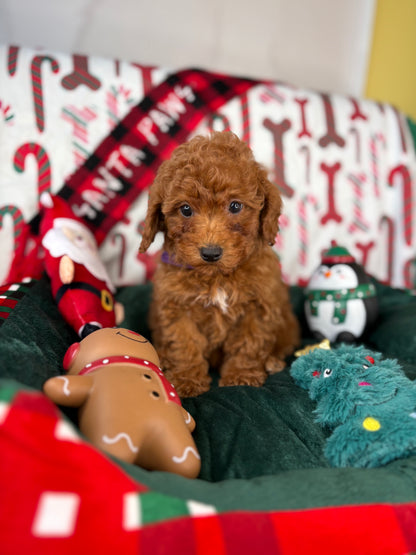 Dark Red Female Toy Poodle (Deposit Only‼️Please Read The Description Below‼️)