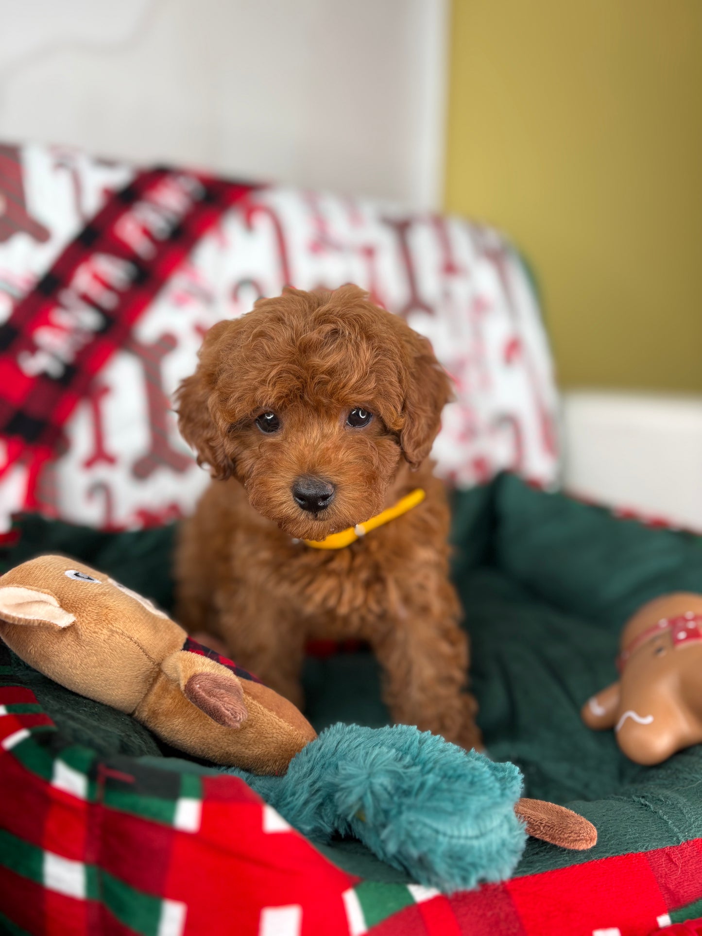 Dark Red Female Teacup Poodle (Deposit Only Please Read The DESCRIPTION Below‼️