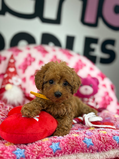 Apricot Female Teacup Poodle (Deposit Only‼️Please Read The Description Below‼️)