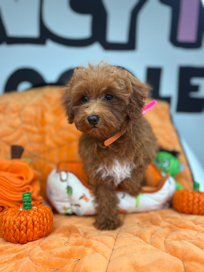 Apricot Female Toy Poodle (Deposit Only‼️ Please Read The DESCRIPTION Below‼️)