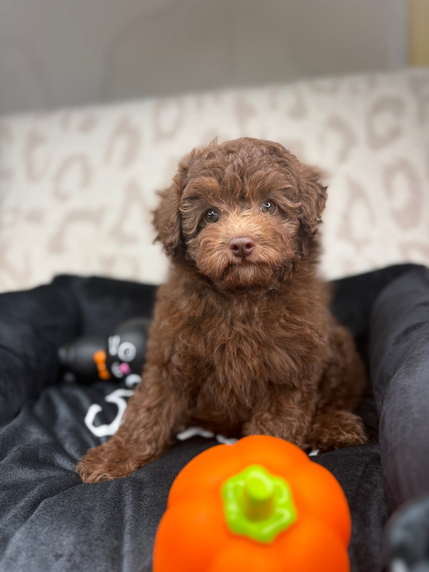 Chocolate Female Toy Poodle 🐩 (Deposit Only‼️Please Read The Description Below‼️)
