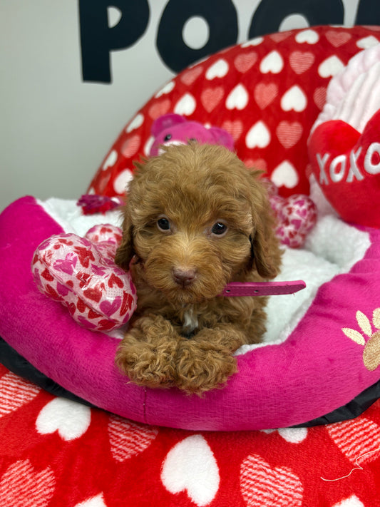 Red Female Teacup Poodle 🐩(Deposit Only ‼️ Please Read The DESCRIPTION Below‼️)