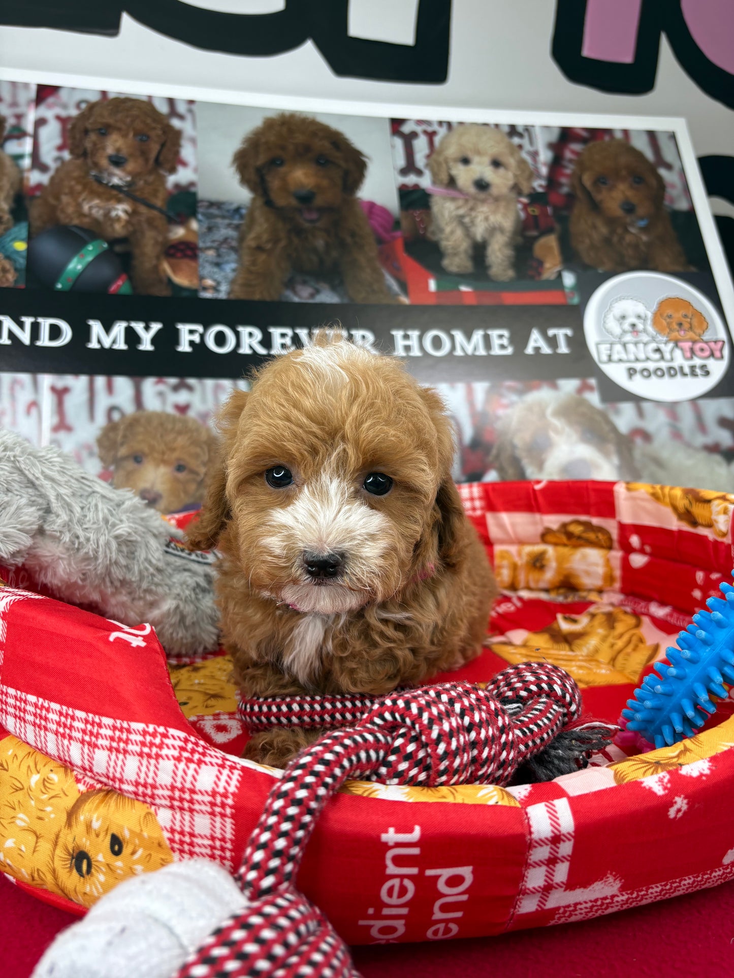 Red And White Male Teacup Poodle (Deposit Only‼️Please Read The Description Below‼️)