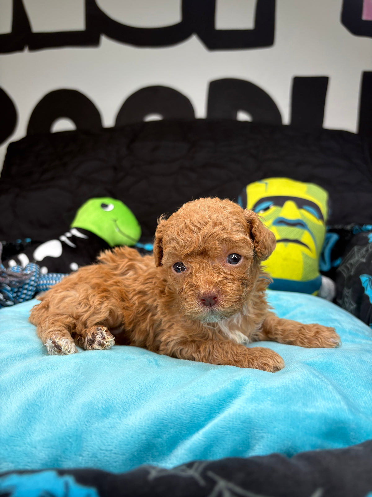 VERY TINY Phil The Apricot Male Teacup Poodle (Deposit Only‼️ Please Read The Description Below‼️)