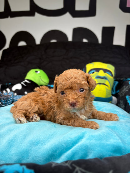 VERY TINY Phil The Apricot Male Teacup Poodle (Deposit Only‼️ Please Read The Description Below‼️)