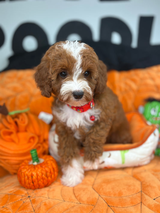 Red And White Female Miniature Poodle (Deposit Only ‼️ Please Read The DESCRIPTION Below‼️)