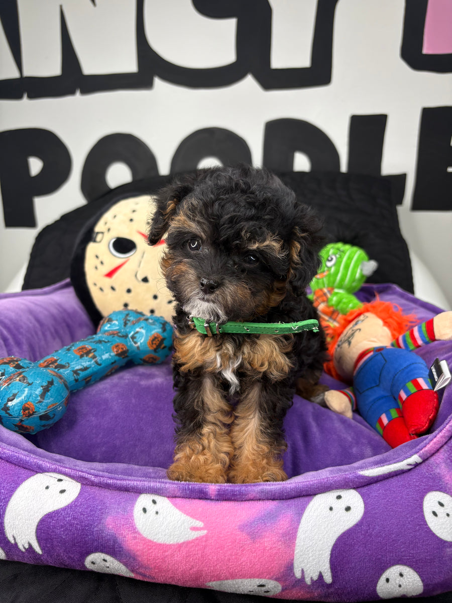 Apricot Phantom Female Micro Poodle Deposit Only‼️ (Please DESCRIPTION Read Below‼️)