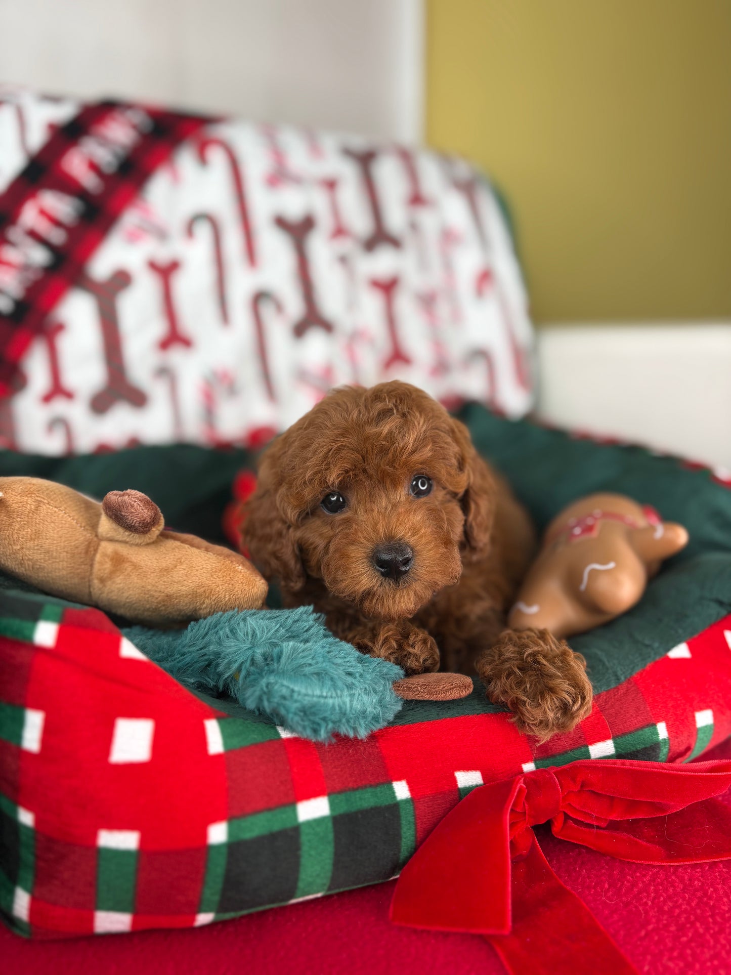 Dark Red Female Teacup Poodle (Deposit Only Please Read The DESCRIPTION Below‼️