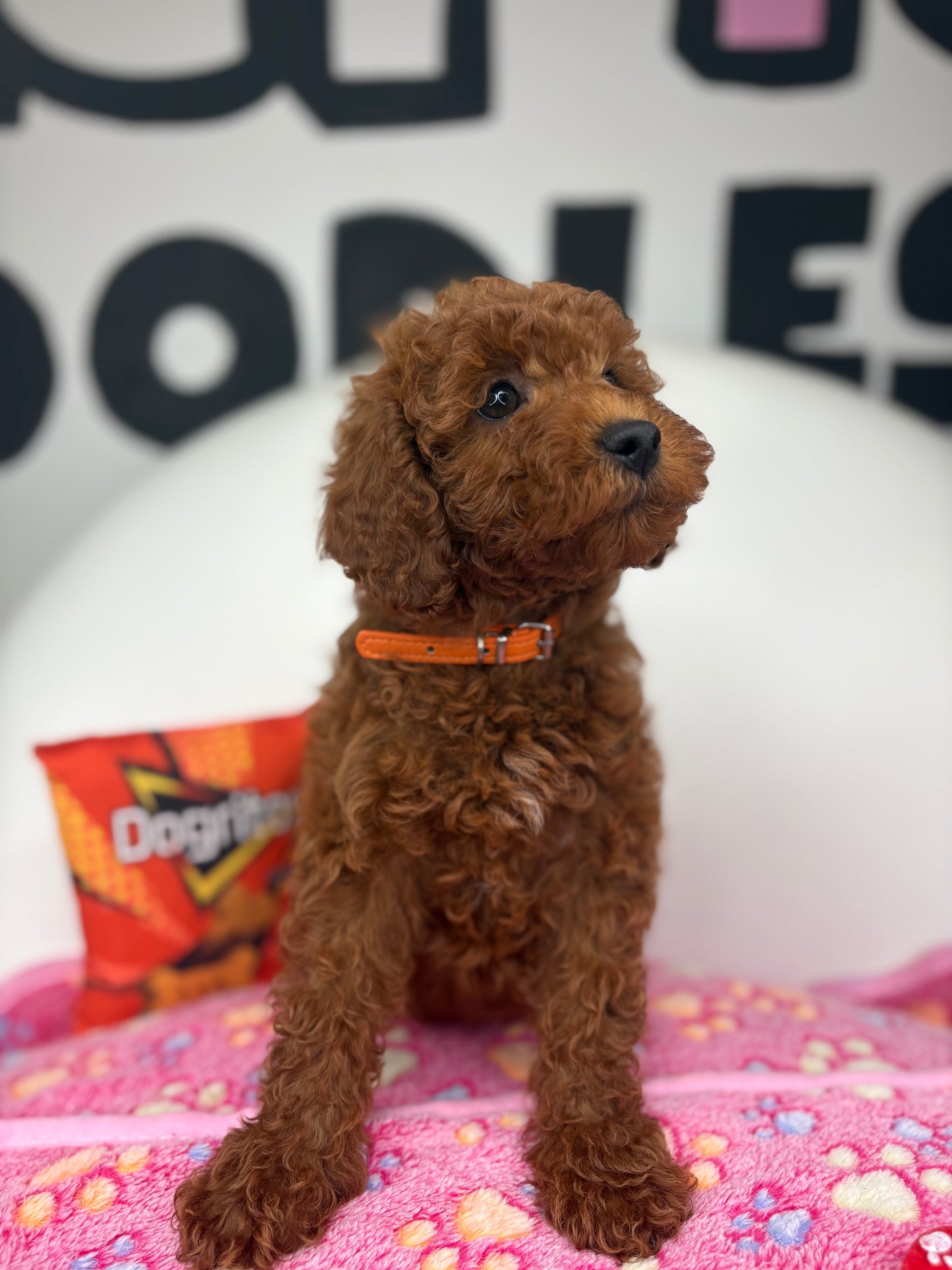 Dark Red Male Miniture Poodle (Deposit Only, Please Read The Description Below‼️)