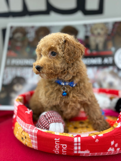Apricot Female Miniature Poodle  (Deposit Only ‼️ Please Read The DESCRIPTION Below‼️)